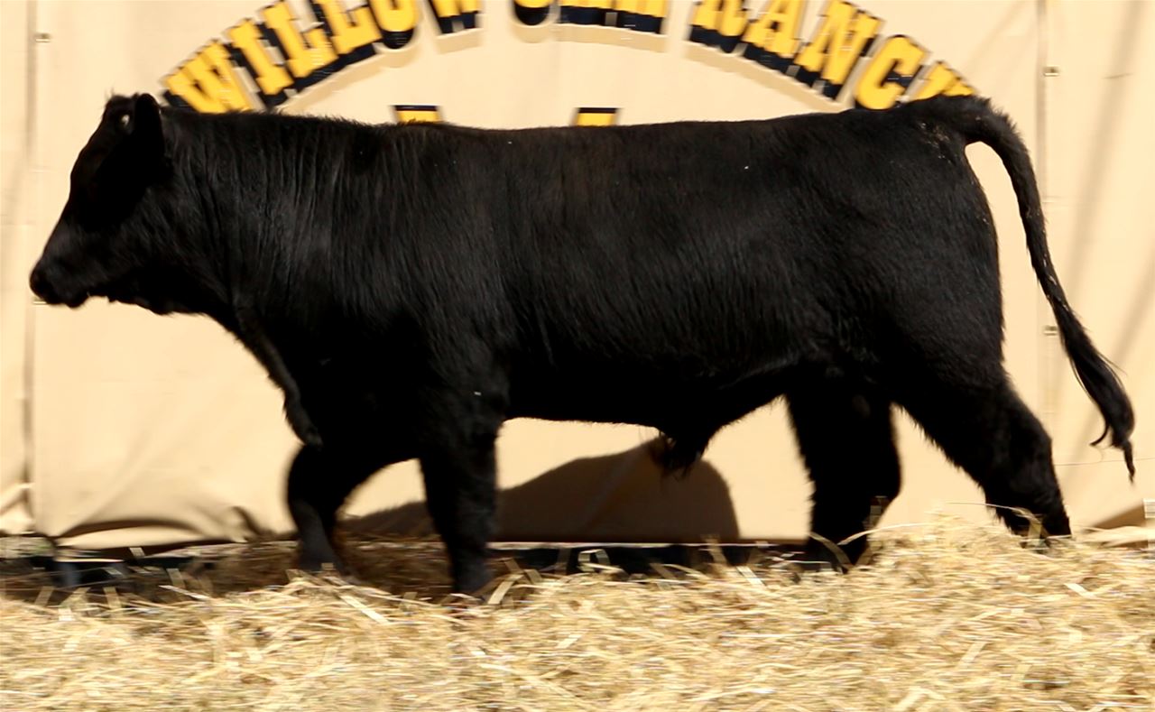 Best Black Bulls